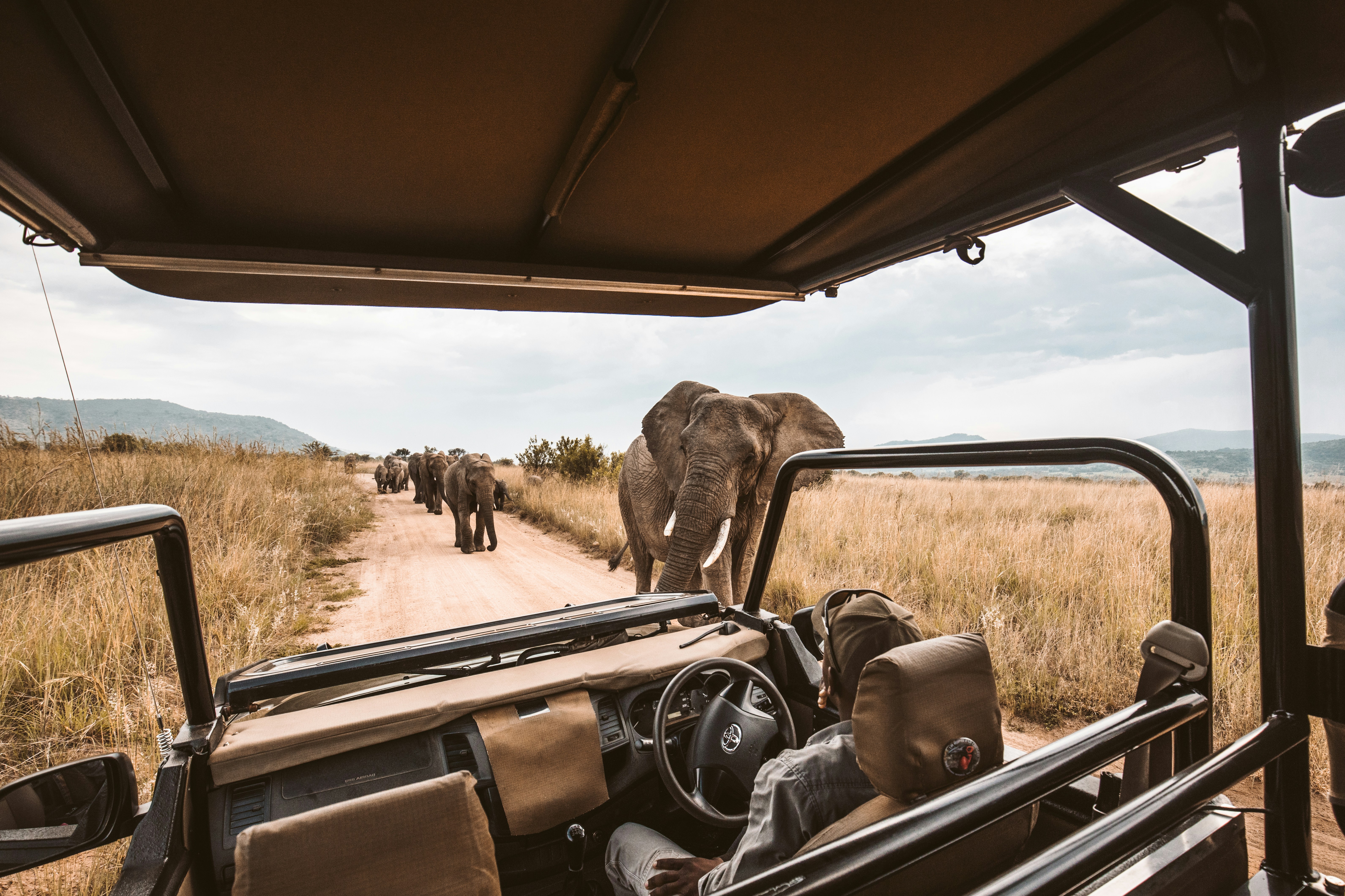 Africa Safari