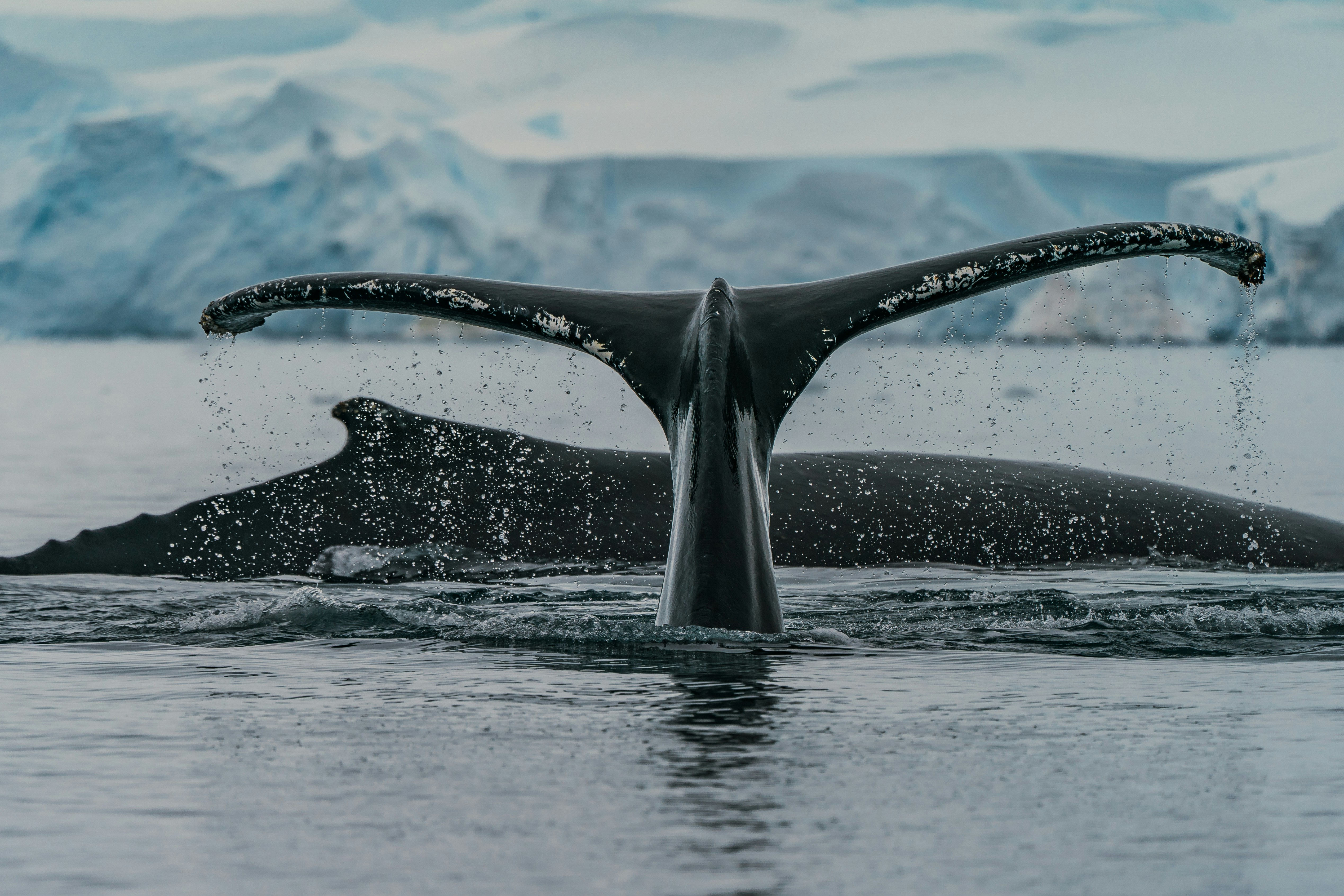 Antarctica
