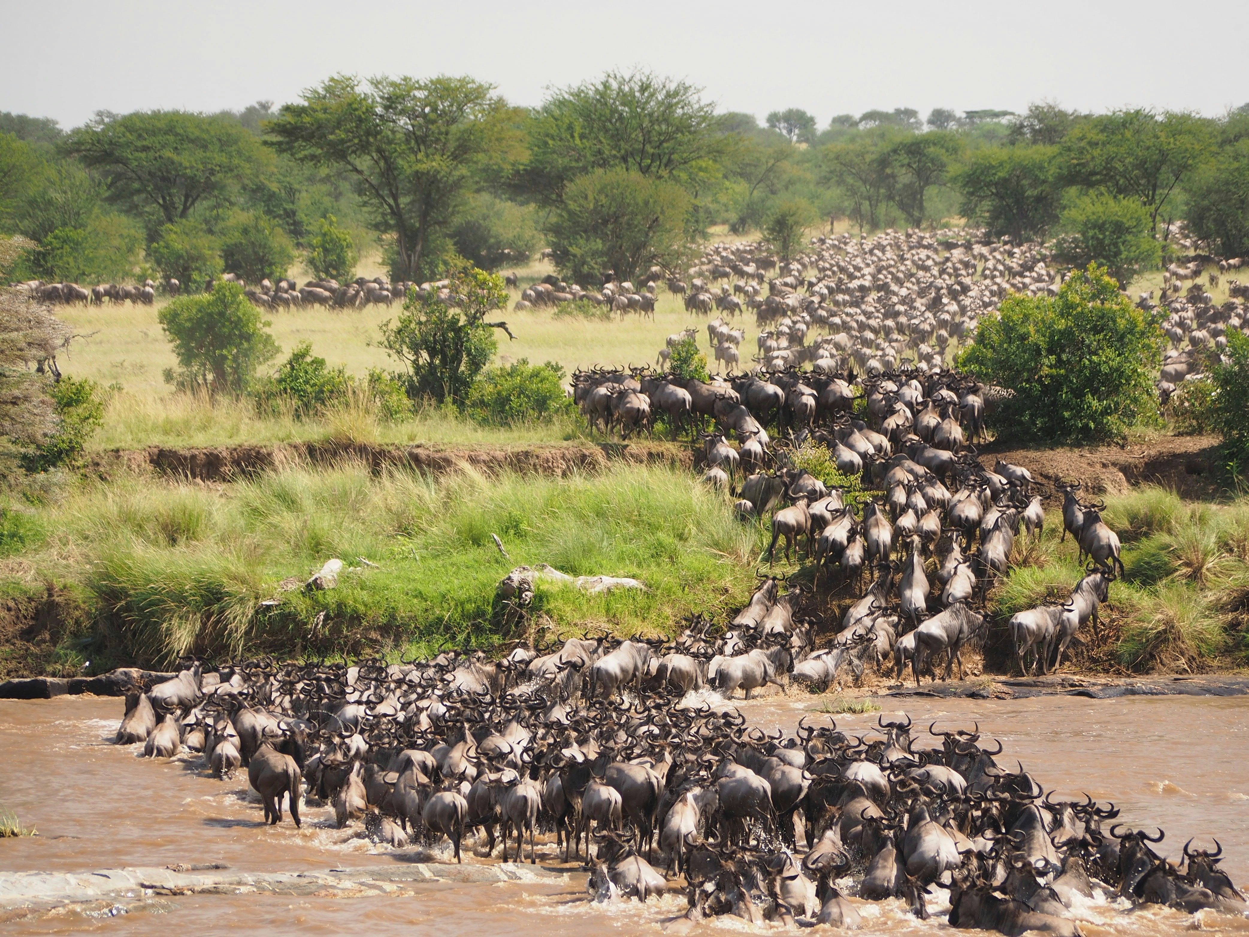 Savannah migration crossing — Great Migration