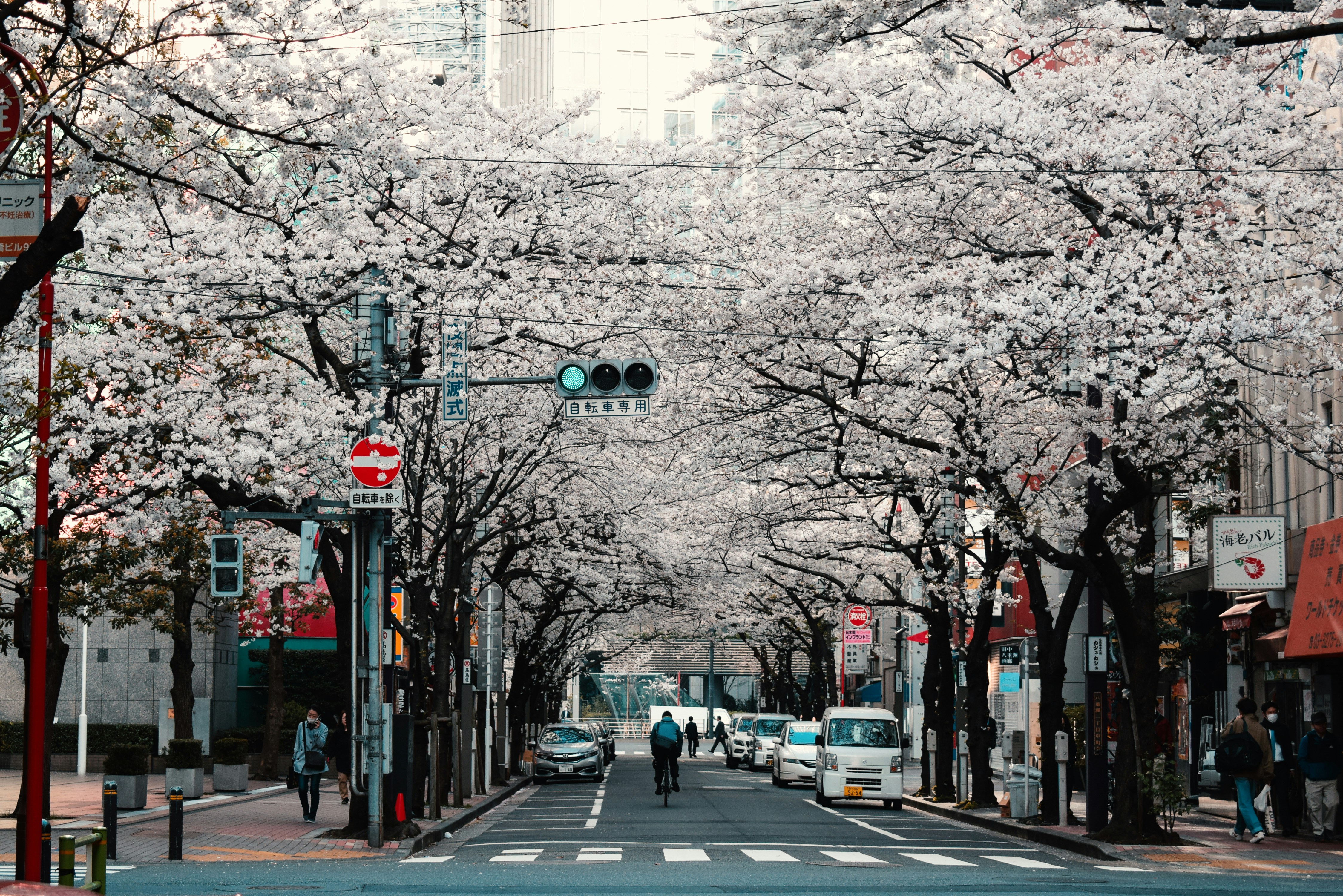 Kyoto temple path in spring — beautiful but plan slowly
